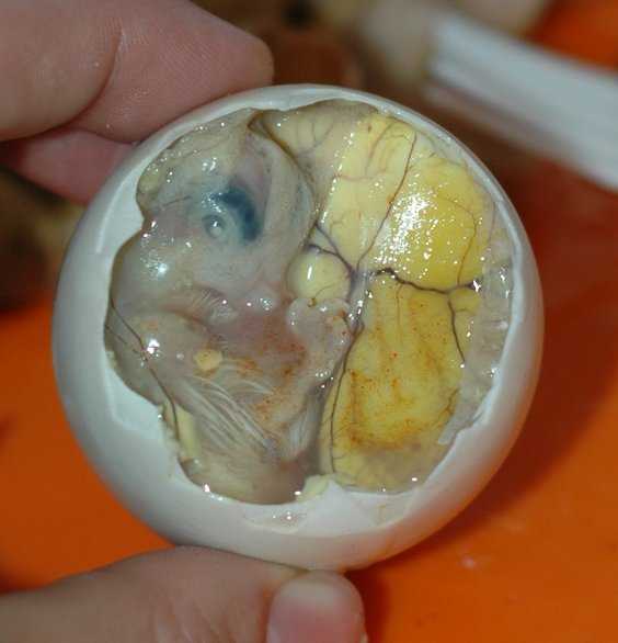 balut boiled duck embryo philippines