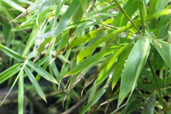 asian-vine-snake asian vine snake