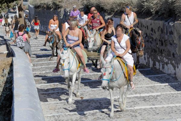 tourists urged to stop riding donkeys up santorinis steep steps