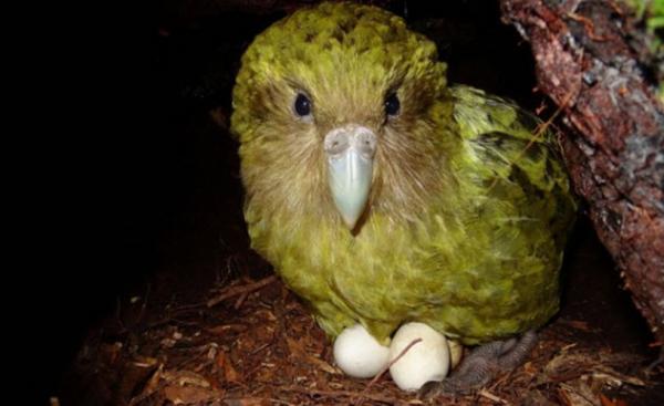4a kakapo parrot