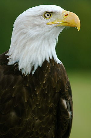 300px bald eagle helga haliaeetus leucocephalus2
