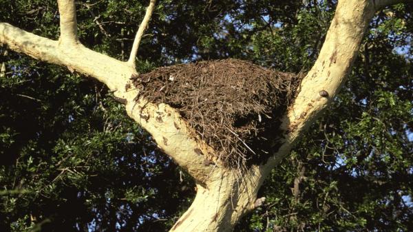 hamerkop nest