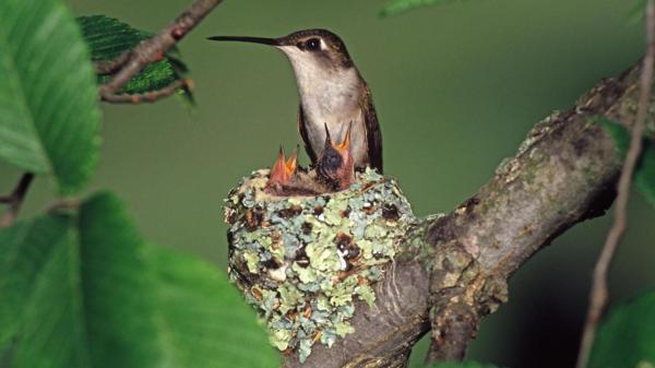 ruby throated hummingbird nest 1