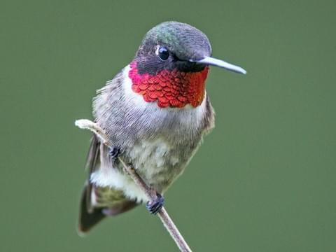 ruby throated hummingbird nest