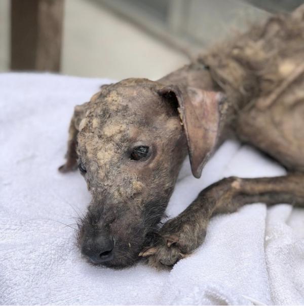 dying street dog didnt have much time left then an angel saved his life the before and after photos are unbelievable2 768x773