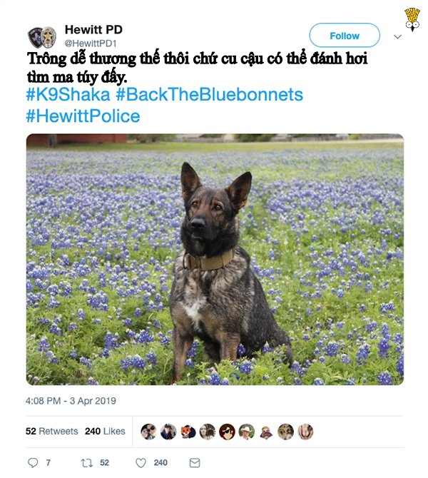 hilarious new challenge has texas police posing with bluebonnets and we love it 29 photos 12