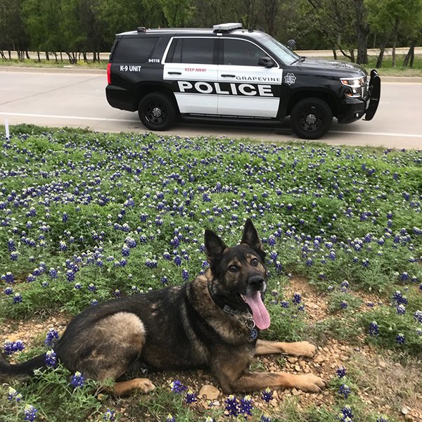 hilarious new challenge has texas police posing with bluebonnets and we love it 29 photos 4