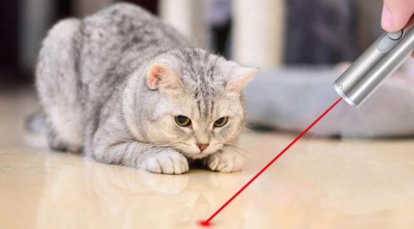 laser pointers for cats e1538491838985
