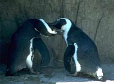 wendell and cass two male penguins have been a couple for 8 years