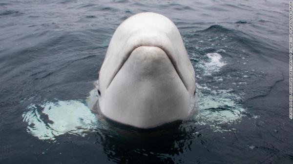beluga whale 4