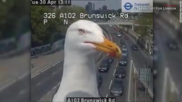 190501083038 seagulls on traffic cam exlarge 169