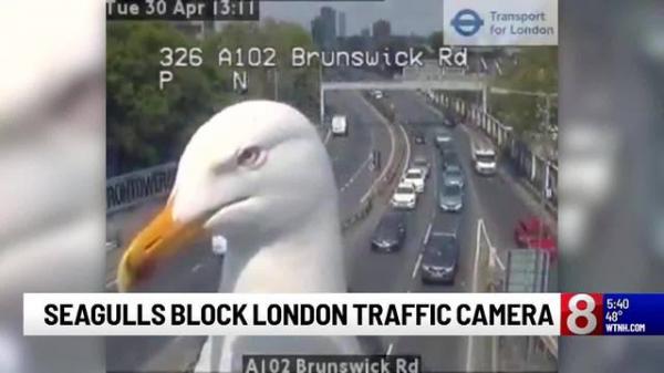 cute seagulls block london traffic came 3 85366967 ver1 0 640 360