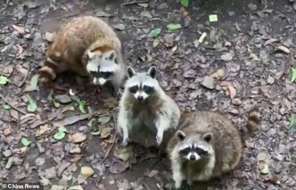 13192630 7001159 footage released by china news show several portly raccoons dist a 18 1557226036567