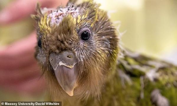 lost bird vet kakapo 2