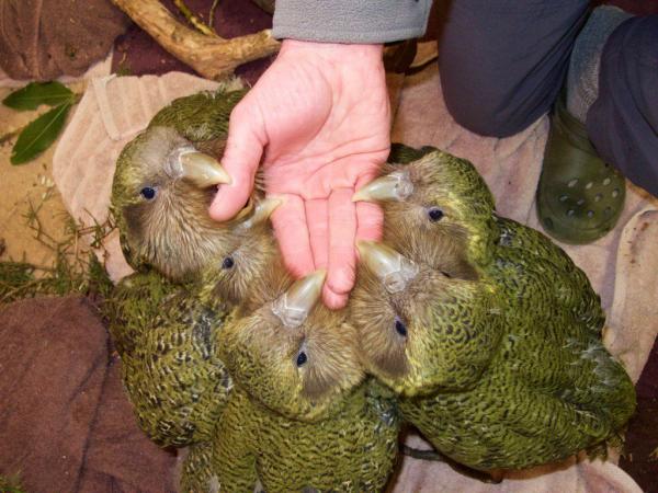 lost bird vet kakapo 6