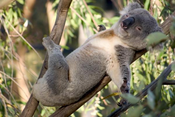 lost bird koala tuyet chung 5