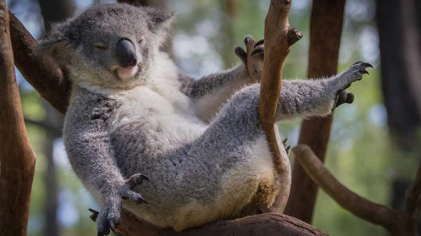 lost bird koala tuyet chung 6