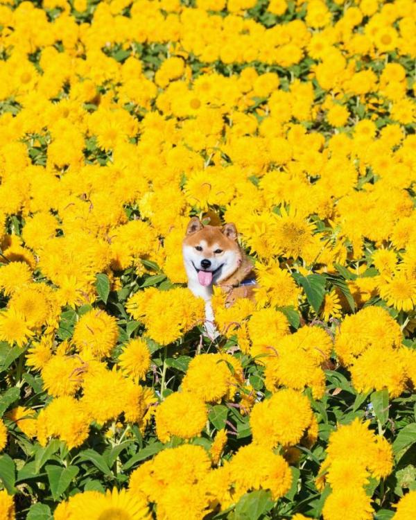 shiba inu dog flower fields photography masayo ishizuki japan 3 5cdbf34389c33 700