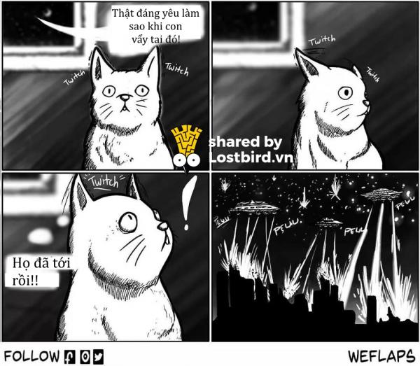 funny cat comics weflaps 31 5ce4080cbb0d5 880