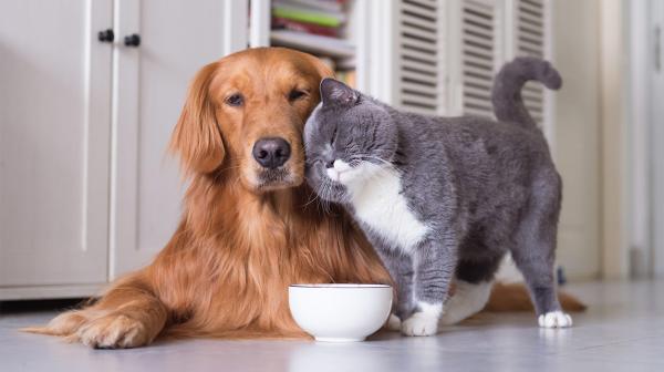 can cats eat dog food header