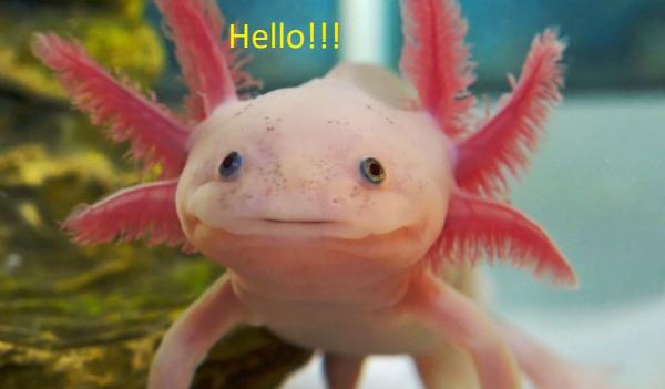 axolotl 1