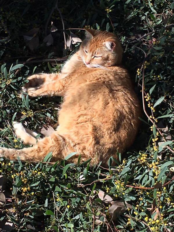 overweight college cat cheeto 5cf90fe62d0a8 700