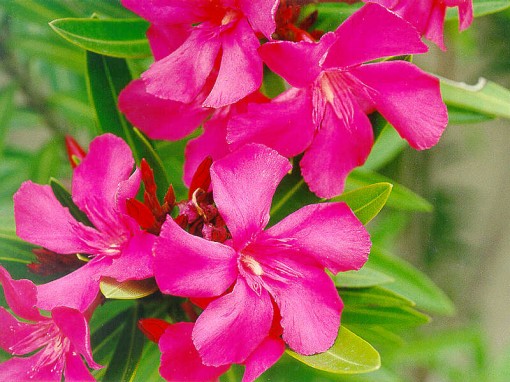 pink oleander was the first which bloom after atomic bomb explosion in hiroshima