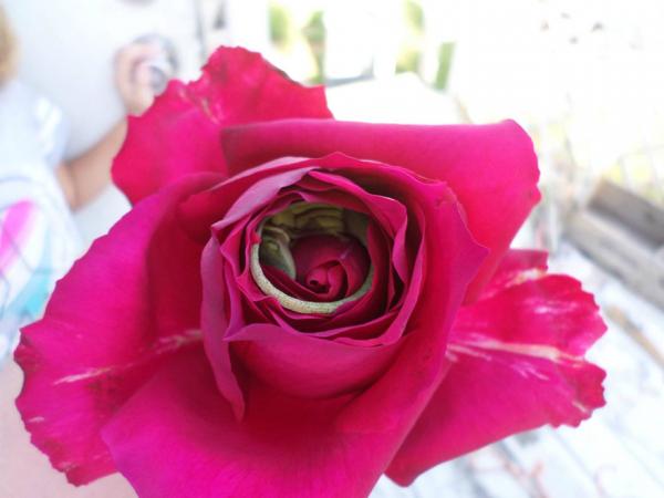 sleeping lizard rose flower 1