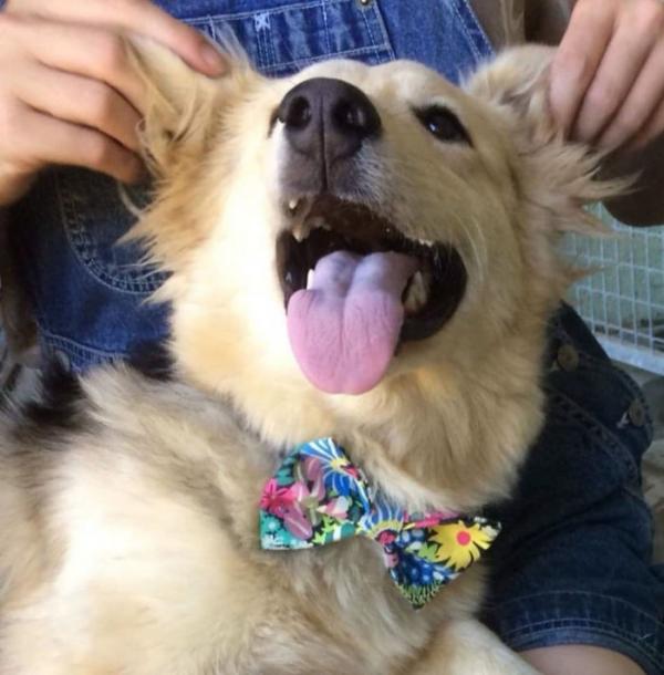 this 12 year old boy sews neckwear for shelter puppies to make them look better in photos so they can be adopted faster 5d0cb0f1a8786 700