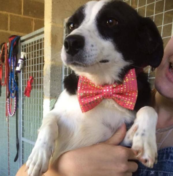 this 12 year old boy sews neckwear for shelter puppies to make them look better in photos so they can be adopted faster 5d0cb0f387c9c 700