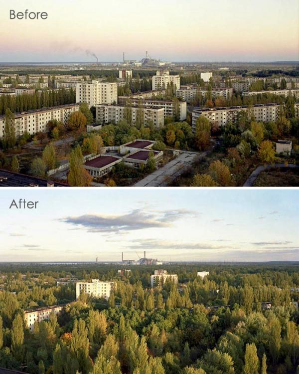 nature taking over chernobyl pripyat 108 5d120c328792e 700
