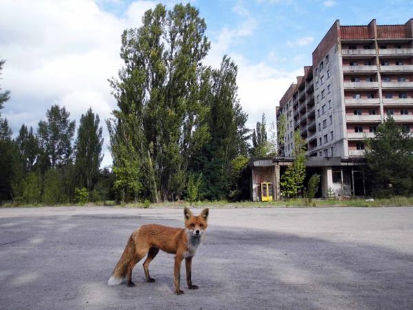 nature taking over chernobyl pripyat 39 5d0c9e05d42e1 700
