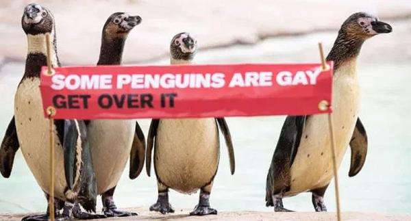 some penguins are gay get over it