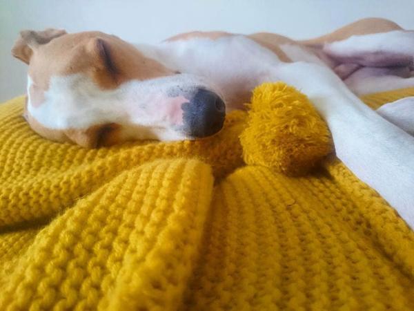 elderly woman knits 450 blankets shelter dog dogs trust 4 5d138428c98f2 700