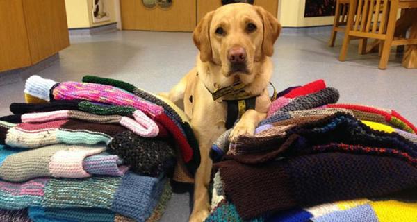 elderly woman knits 450 blankets shelter dog dogs trust 8 5d1384311250c 700