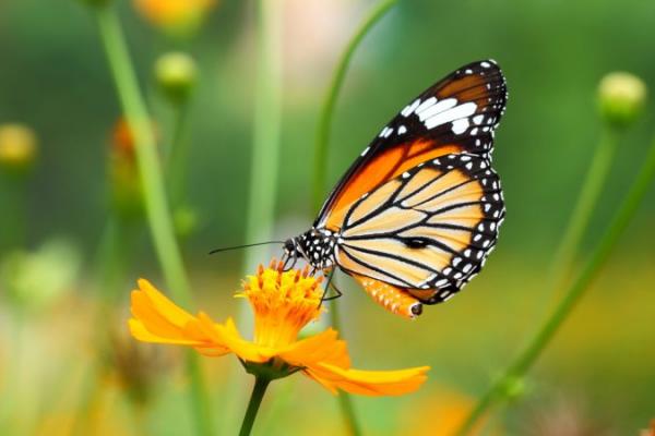 Chi tiết hơn 112 hình ảnh con bướm màu vàng mới nhất - Tin Học Vui
