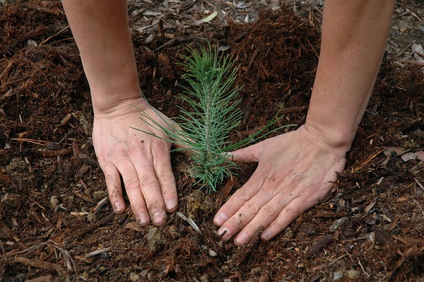 planting trees climate change