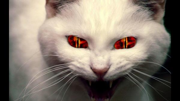 demon cat
