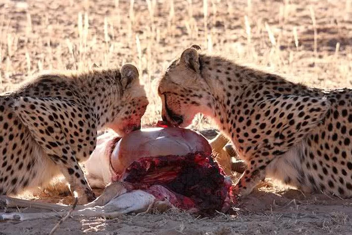 2013 12 05 the hunger games cheetah jackal brown hyena 01