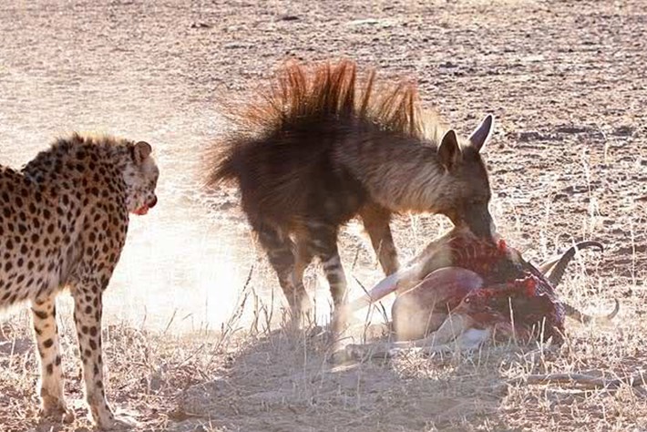 2013 12 05 the hunger games cheetah jackal brown hyena 11