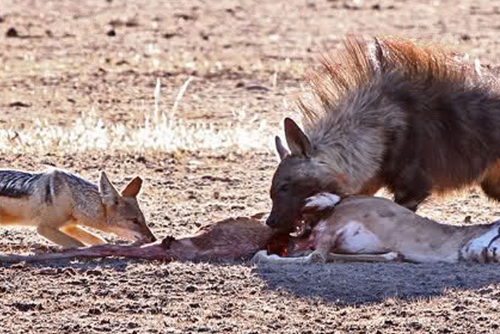 2013 12 05 the hunger games cheetah jackal brown hyena 21