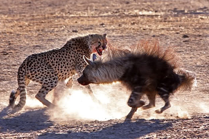 cheetah hyena