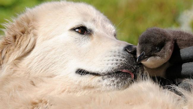 dog protect penguin 2