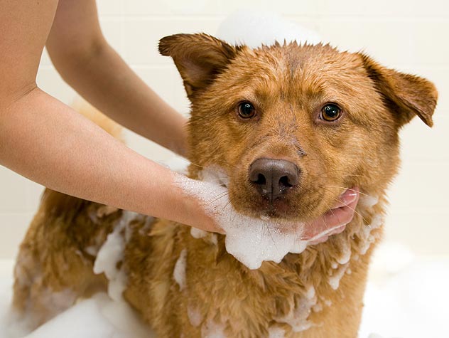 146067791 how to dog bath 632x475