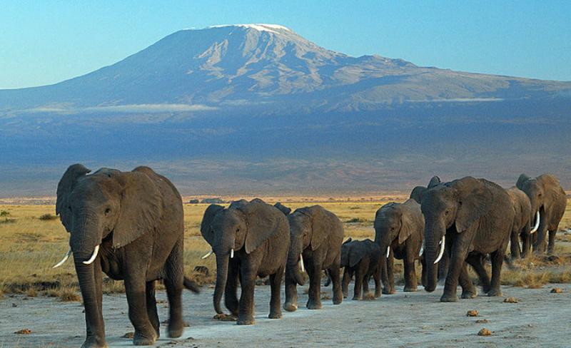 elephants animal facts