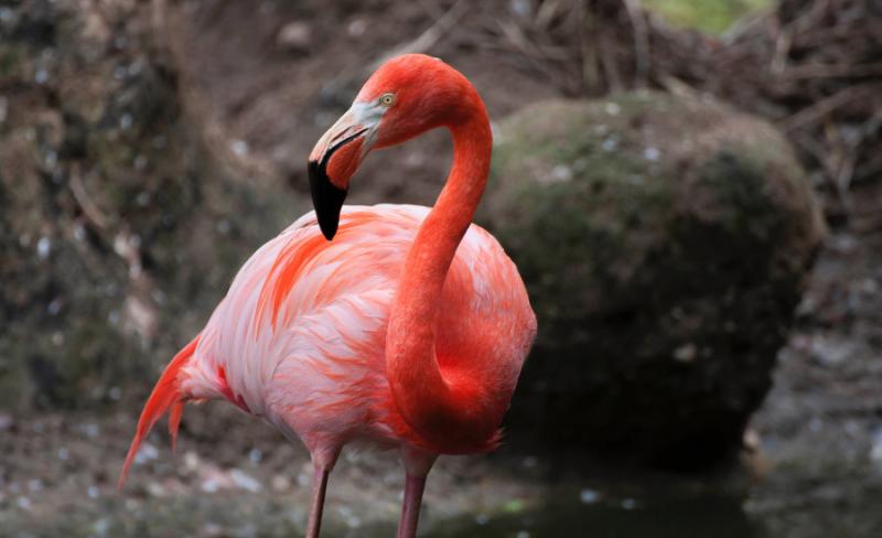 flamingos animal facts