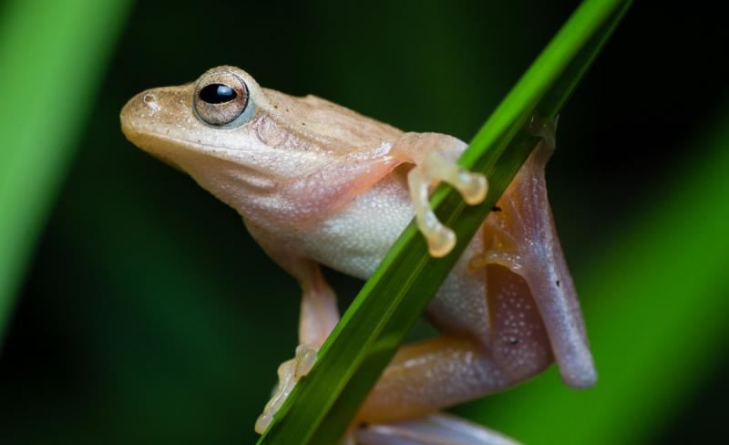 frogs animal facts