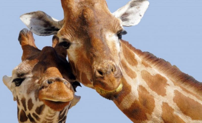 giraffes animal facts