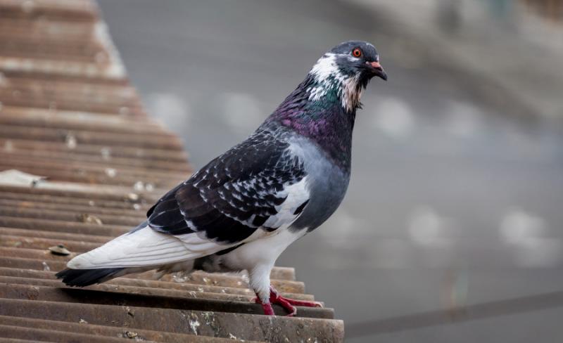 pigeon animal facts