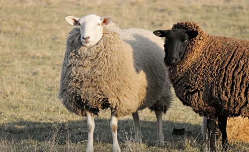 sheep animal facts